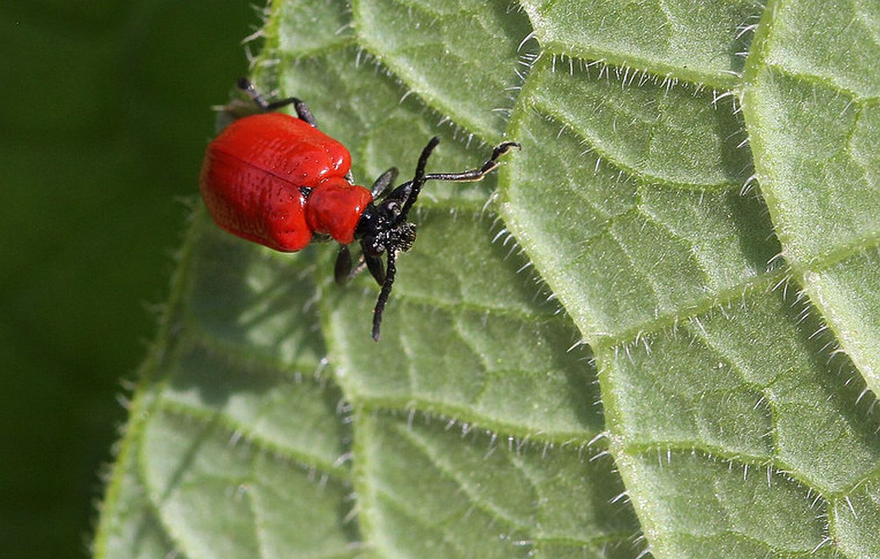  Scarlet Lily Beetle